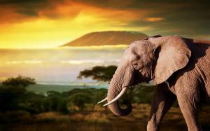 Раскраска африканский слон #7 #208540