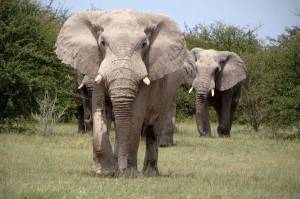 Раскраска африканский слон #9 #208542