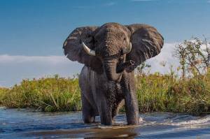Раскраска африканский слон #10 #208543