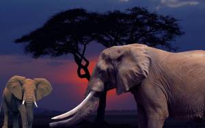 Раскраска африканский слон #11 #208544