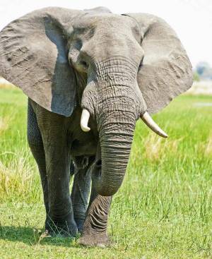 Раскраска африканский слон #12 #208545