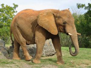 Раскраска африканский слон #17 #208550