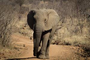 Раскраска африканский слон #19 #208552