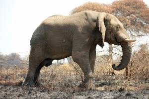 Раскраска африканский слон #20 #208553