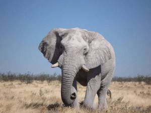 Раскраска африканский слон #29 #208562