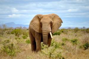 Раскраска африканский слон #32 #208565