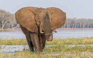 Раскраска африканский слон #34 #208567