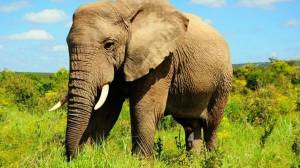 Раскраска африканский слон #37 #208570