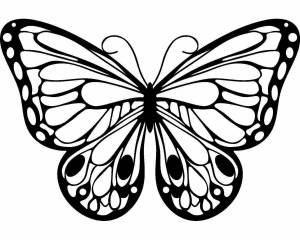 Раскраска бабочка контур #17 #209369