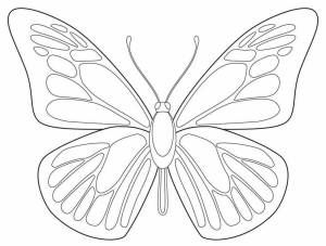 Раскраска бабочка контур #26 #209378