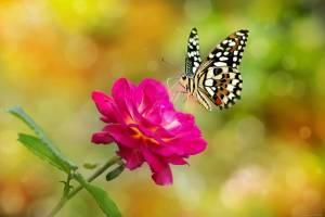 Раскраска бабочка на цветке #3 #209394