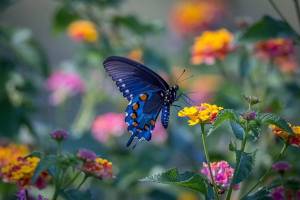 Раскраска бабочка на цветке #10 #209401