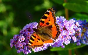 Раскраска бабочка на цветке #16 #209407
