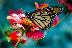 Раскраска бабочка на цветке #22 #209413