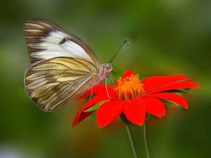 Раскраска бабочка на цветке #23 #209414