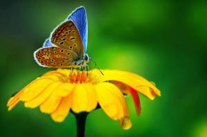 Раскраска бабочка на цветке #25 #209416