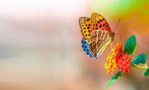 Раскраска бабочки в хорошем качестве #4 #209424