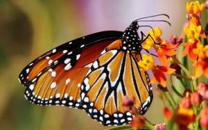 Раскраска бабочки в хорошем качестве #7 #209427