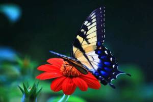 Раскраска бабочки в хорошем качестве #17 #209437