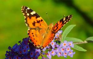 Раскраска бабочки в хорошем качестве #21 #209441
