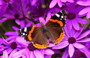 Раскраска бабочки в хорошем качестве #23 #209443