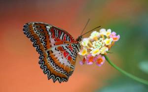 Раскраска бабочки в хорошем качестве #28 #209448