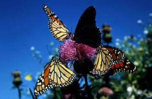 Раскраска бабочки много #7 #209503