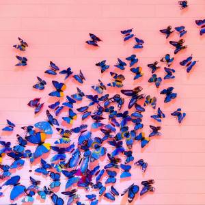 Раскраска бабочки много #8 #209504