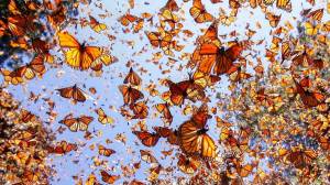 Раскраска бабочки много #10 #209506
