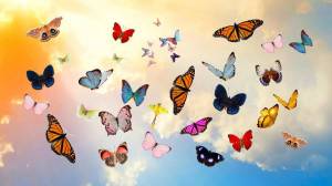 Раскраска бабочки много #14 #209510