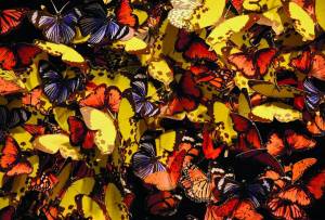 Раскраска бабочки много #18 #209514