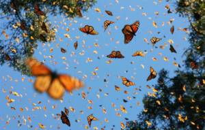 Раскраска бабочки много #19 #209515
