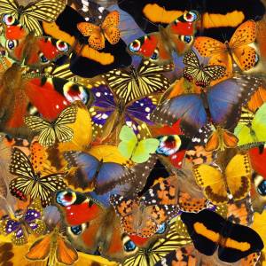 Раскраска бабочки много #21 #209517