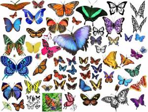 Раскраска бабочки много на одном листе #2 #209526