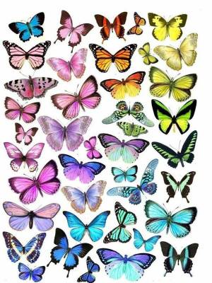 Раскраска бабочки много на одном листе #3 #209527