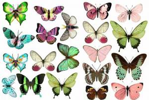 Раскраска бабочки много на одном листе #9 #209533