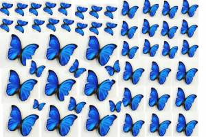 Раскраска бабочки много на одном листе #17 #209541