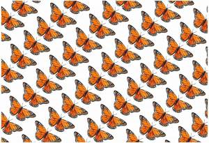 Раскраска бабочки много на одном листе #31 #209555