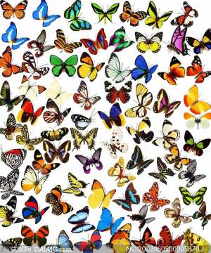 Раскраска бабочки много на одном листе #32 #209556