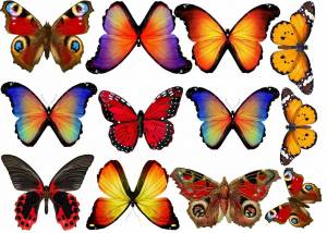 Раскраска бабочки много на одном листе #33 #209557