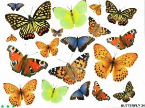 Раскраска бабочки много на одном листе #35 #209559