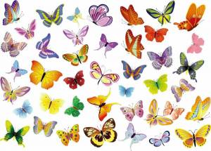 Раскраска бабочки много на одном листе #36 #209560