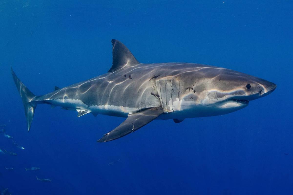 Белая акула 10 букв сканворд. Carcharodon carcharias. Great White Shark , Carcharodon carcharias,. Гангская акула. Carcharias acutissima.