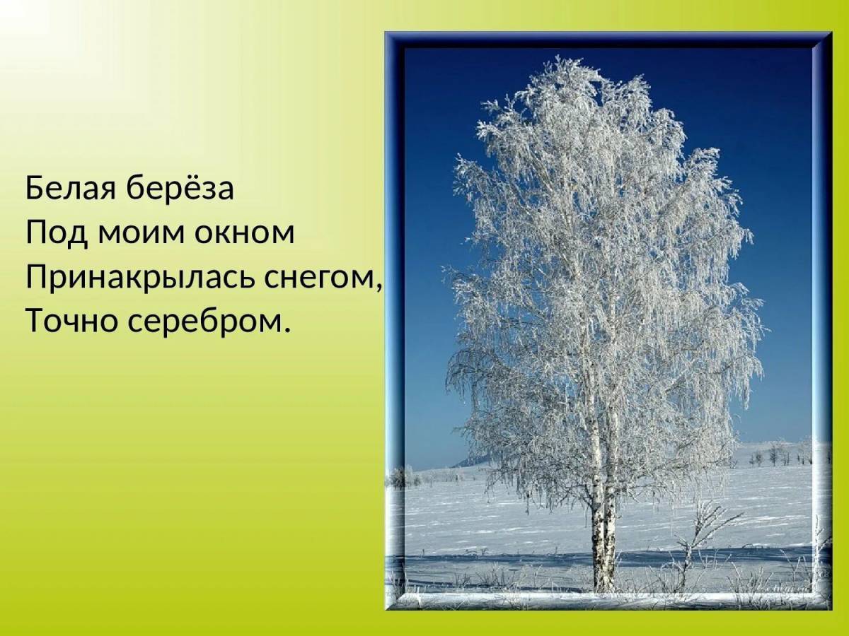 Расскажи белая береза под моим окном. Стих Есенина белая береза. Стих Есенина белая берёза под моим окном. Есенин белая береза стихотворение. Стихотворение белая береза под моим окном Есенин.