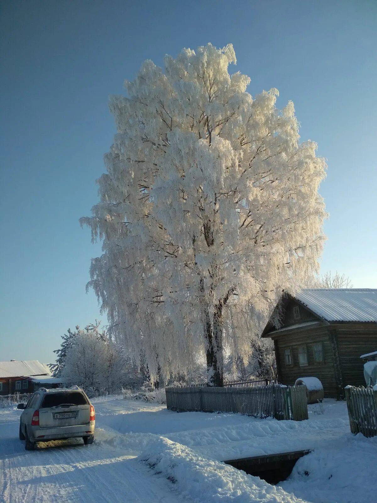 Белая береза под моим окном картинки