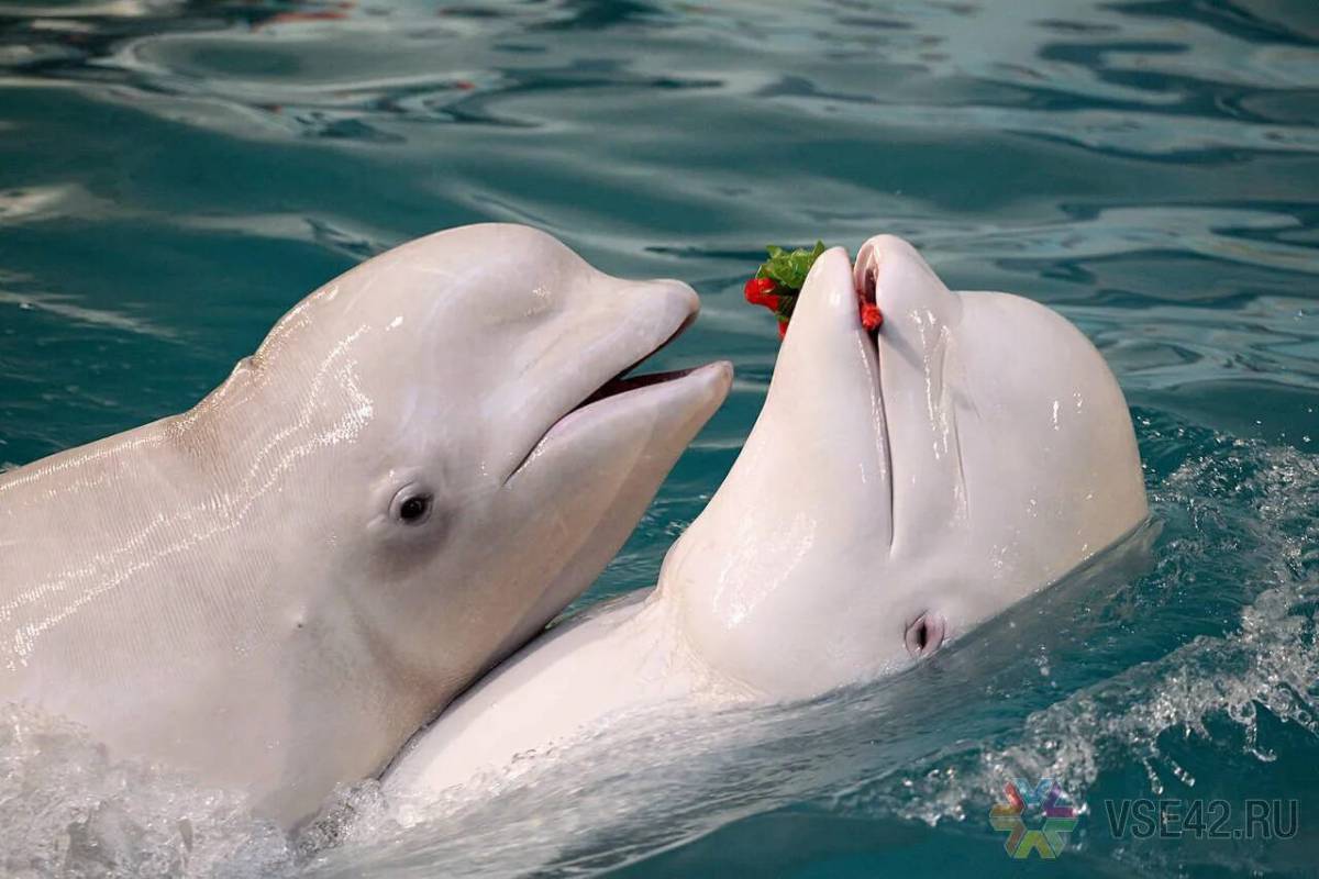 К какой группе относятся белухи. Белый Дельфин Белуха. Афалина альбинос Дельфин. Кит Белуха. Белый кит Белуха.