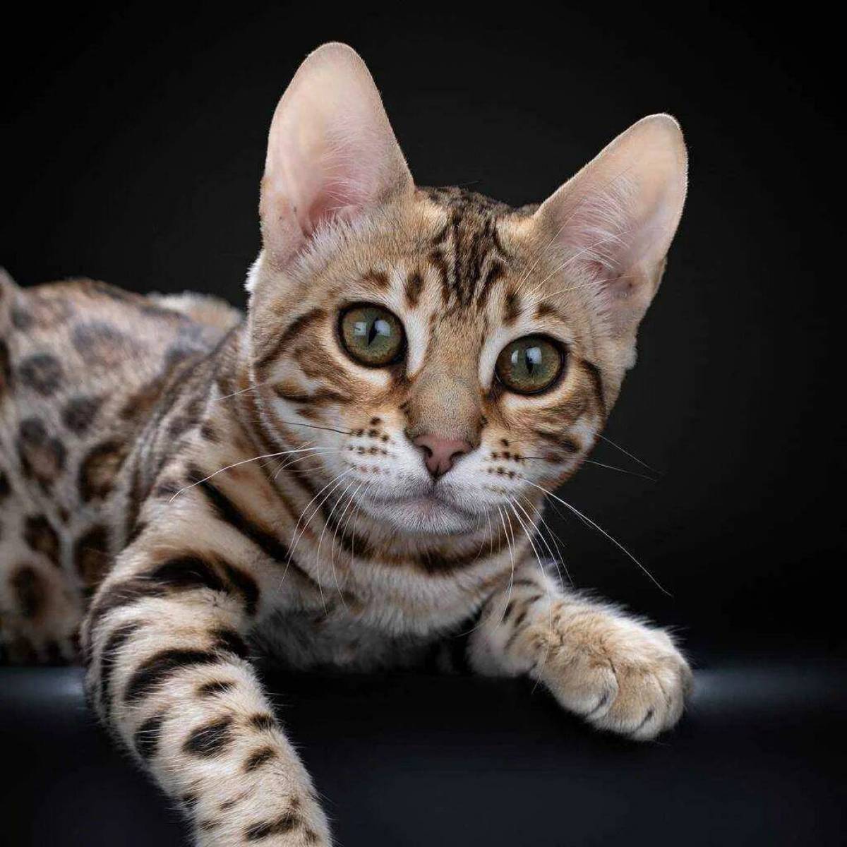 Бенгальская кошка. Кошки бенгальской породы. Бенгальская короткошерстная бенгал. Кот порода бенгалец. Бенгальская порода характер