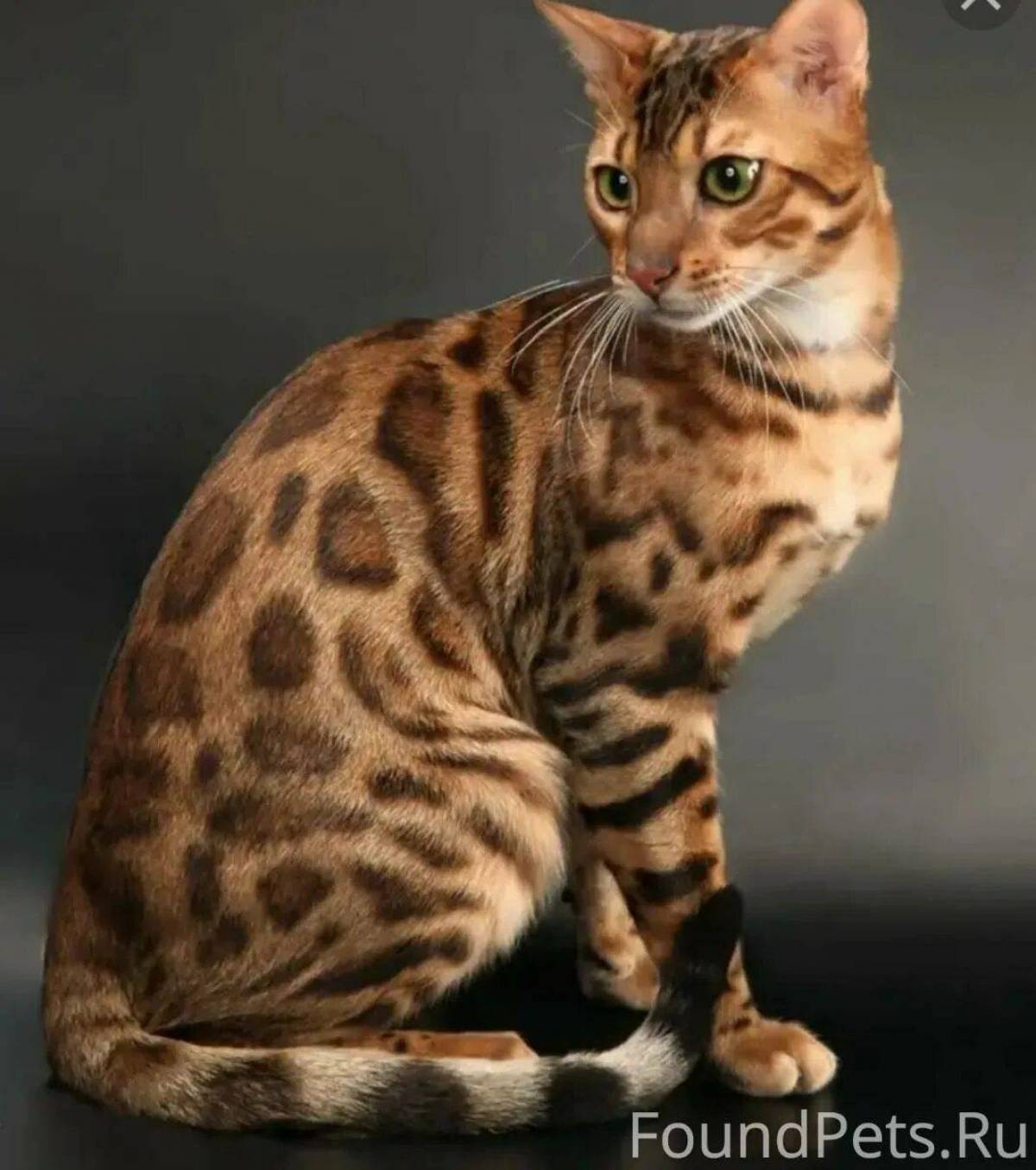 Пестрый окрас породы. Бенгальская кошка. Кошки бенгальской породы. Кошка пятнистая Бенгальская. Бенгальская короткошерстная кошка.