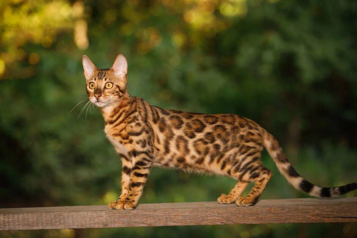 Бенгальская порода характер. Бенгальская кошка. Кошки бенгальской породы. Кошка Бенгальская Мао. Бенгальская леопардовая кошка.