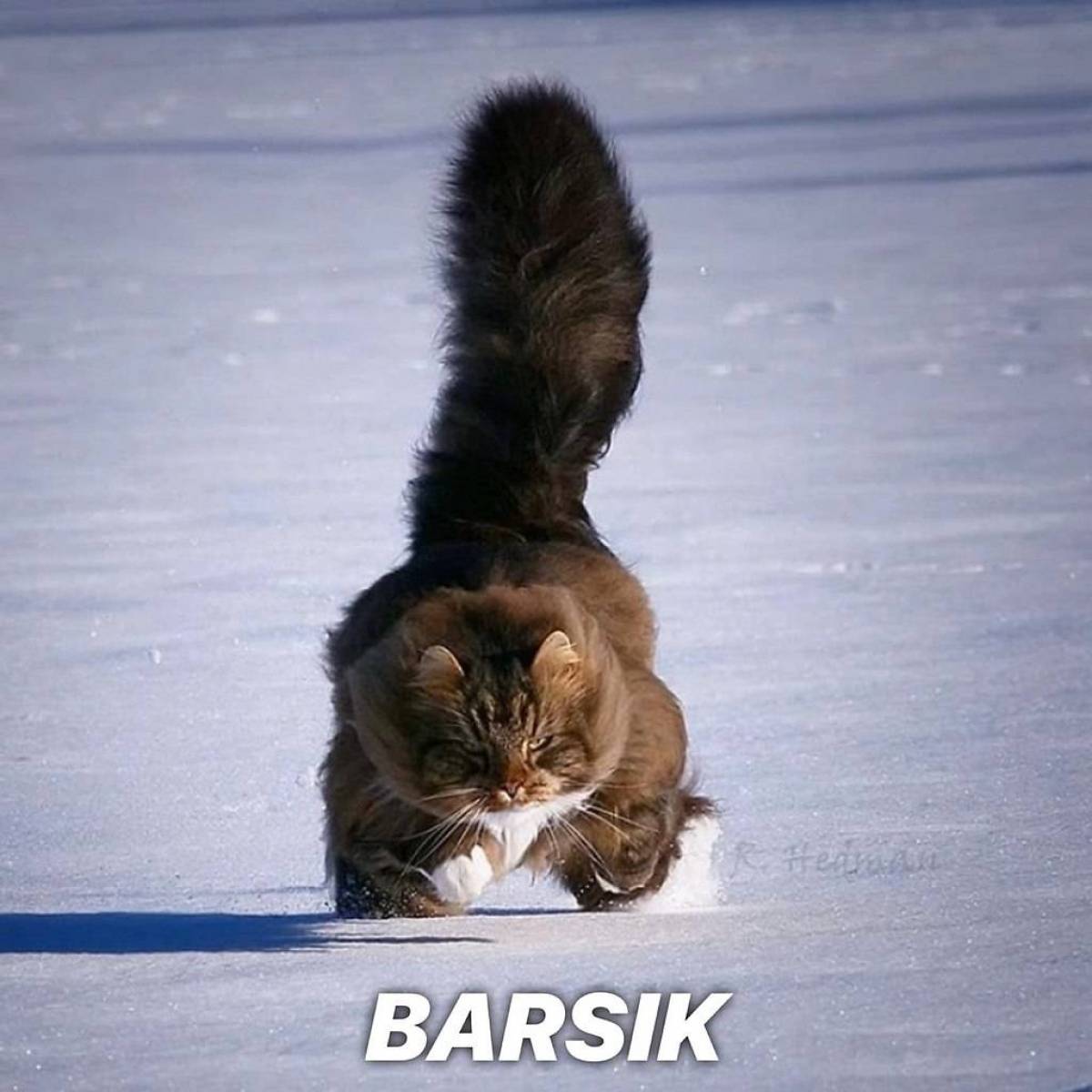 Барсик кот #32